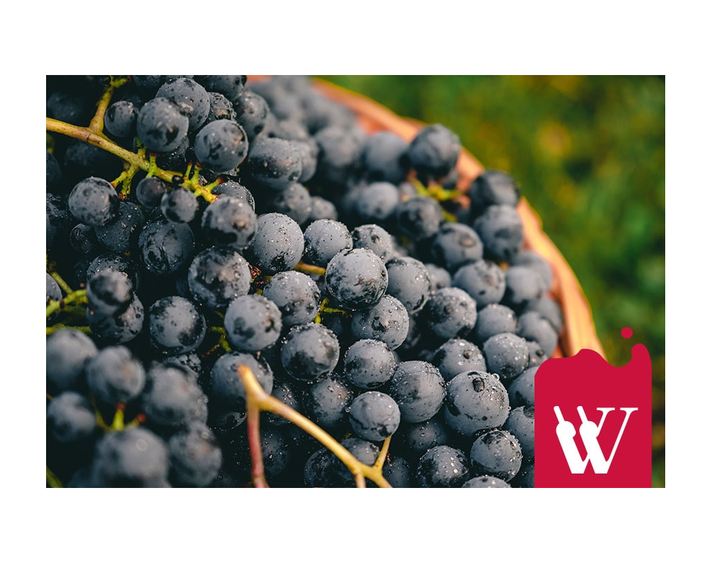 Pinot Noir - jedno z najlepszych win czerwonych